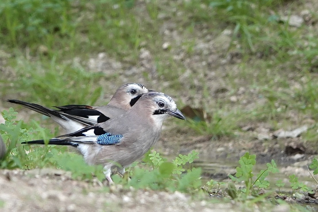 Eurasian Jay - ML498637941