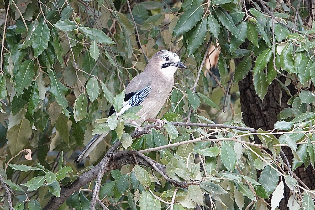 Eurasian Jay - ML498637951