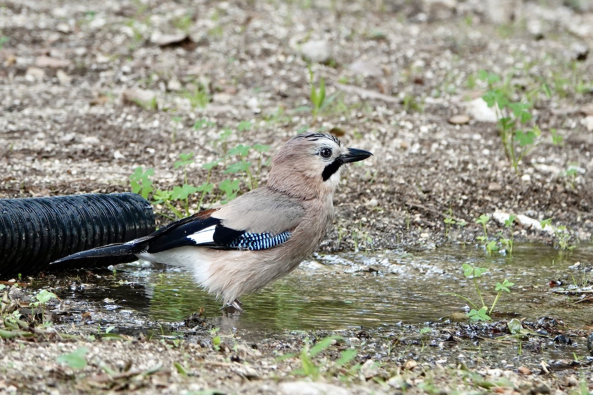 Eurasian Jay - ML498637961