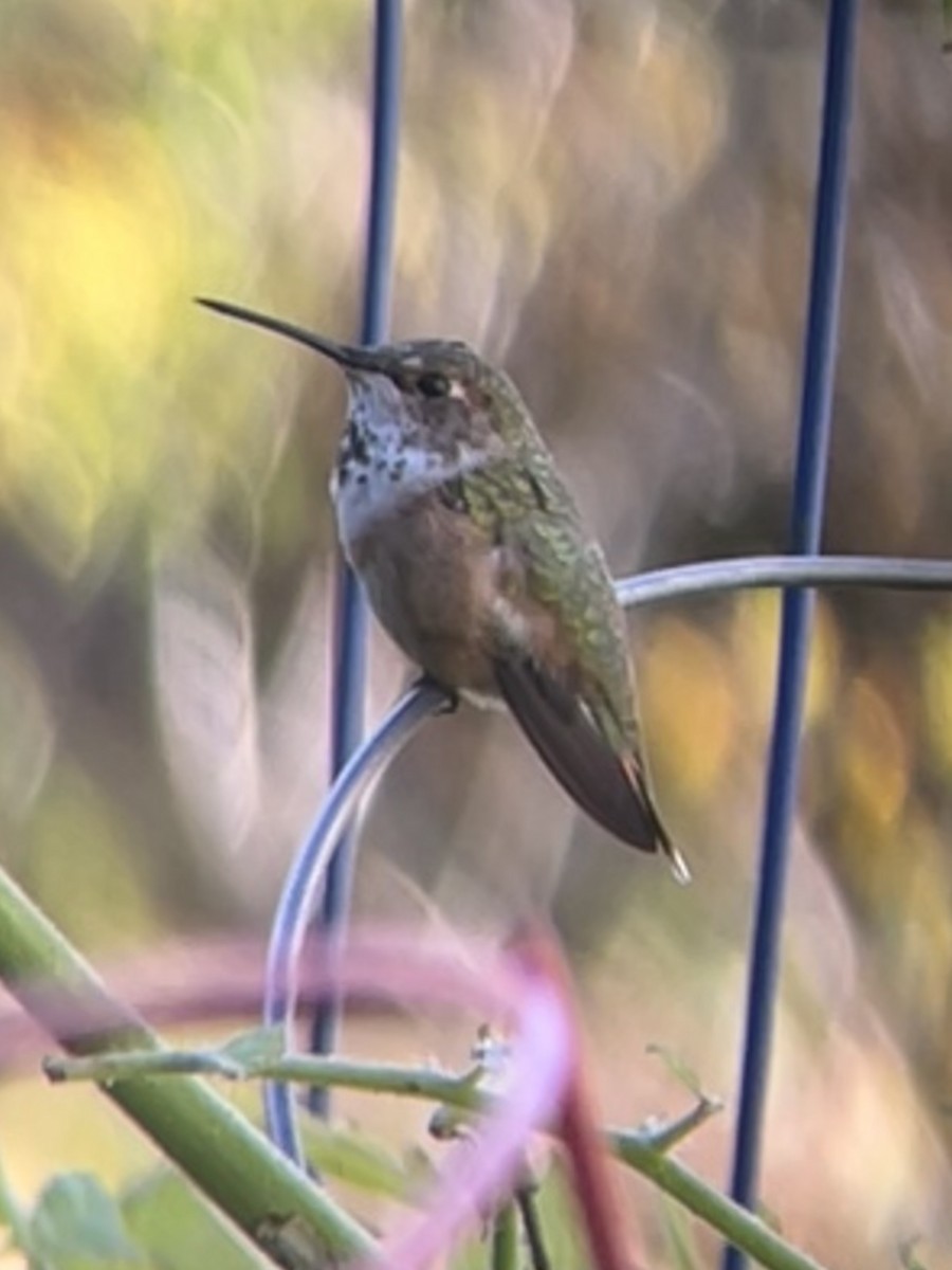 Rufous Hummingbird - ML498638141