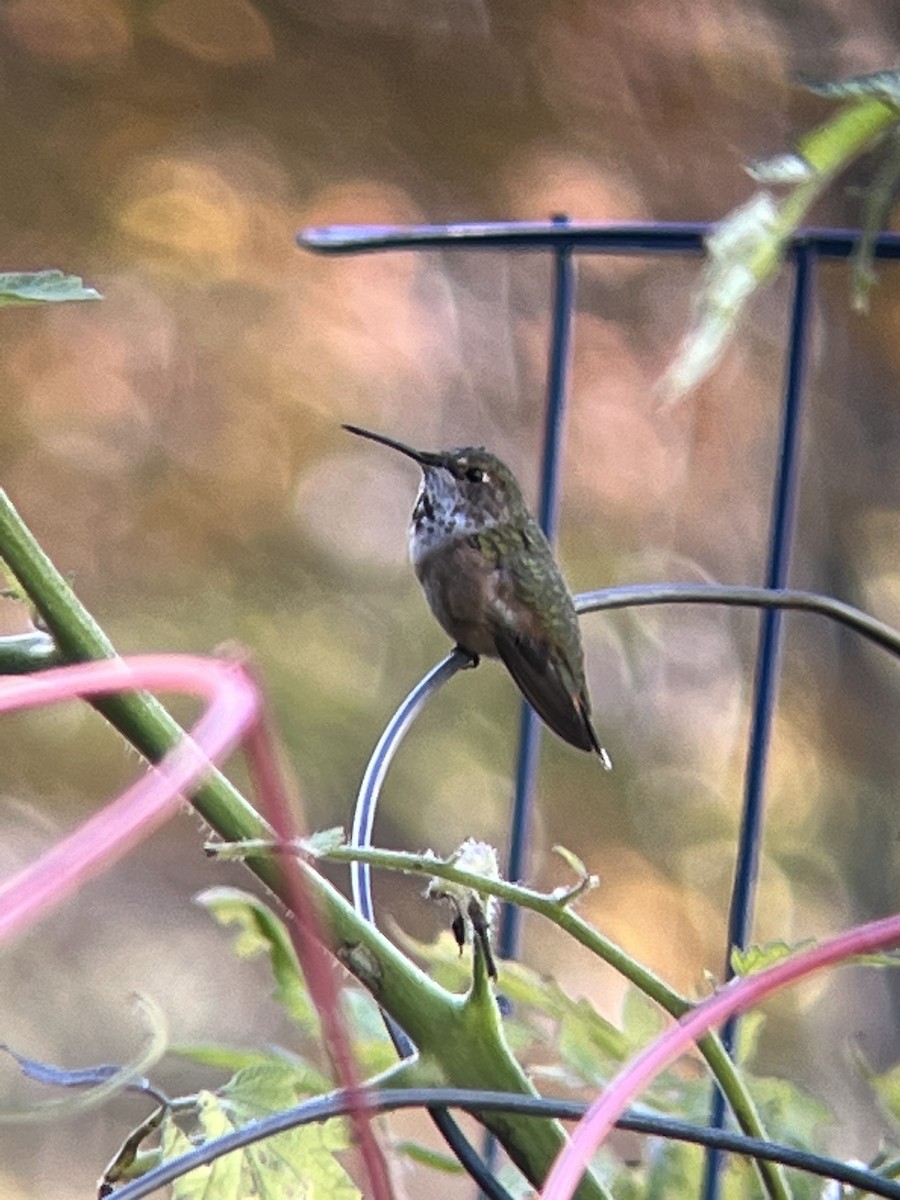 Rufous Hummingbird - ML498638241