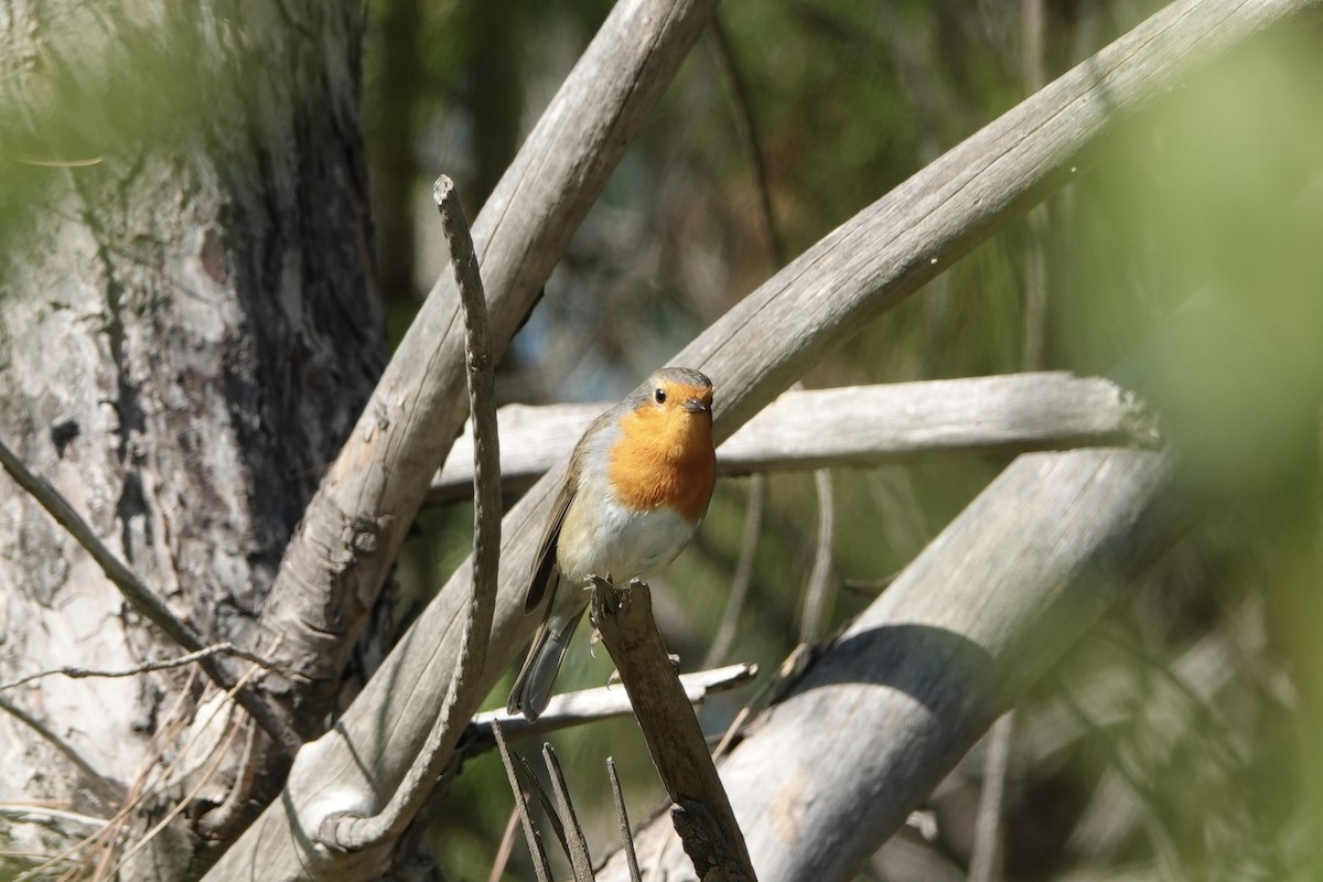 European Robin - ML498638521