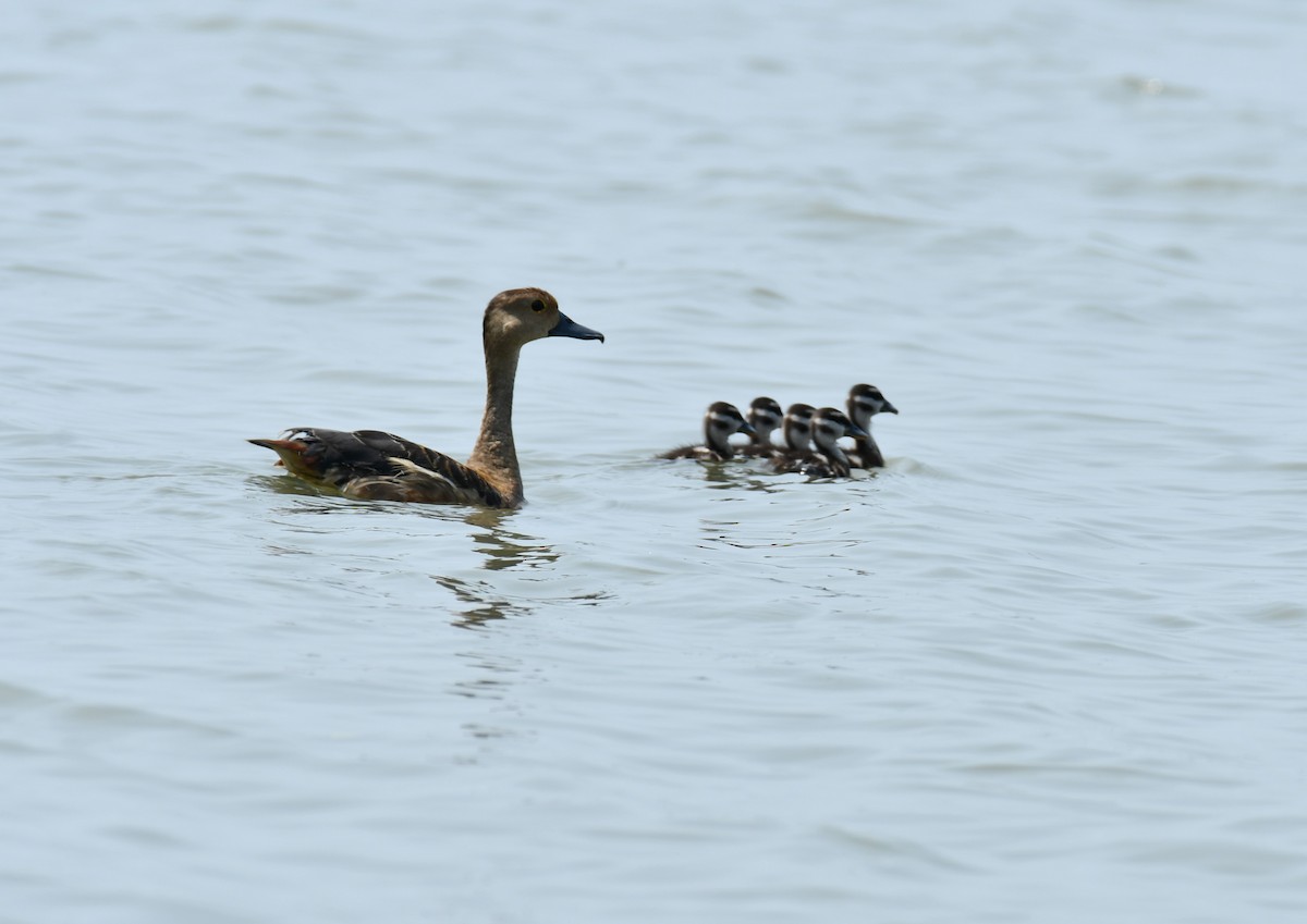 Lesser Whistling-Duck - ML498639461