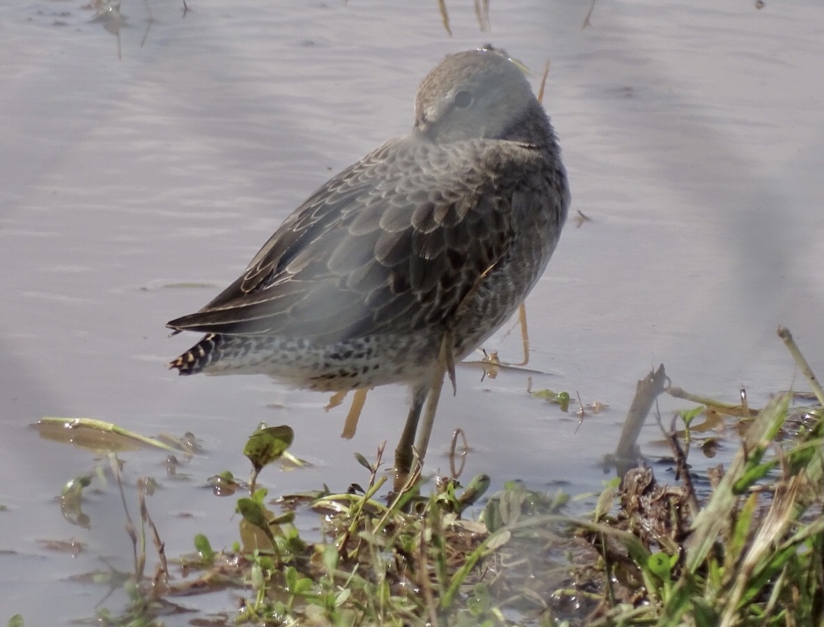 Long-billed Dowitcher - ML498639661