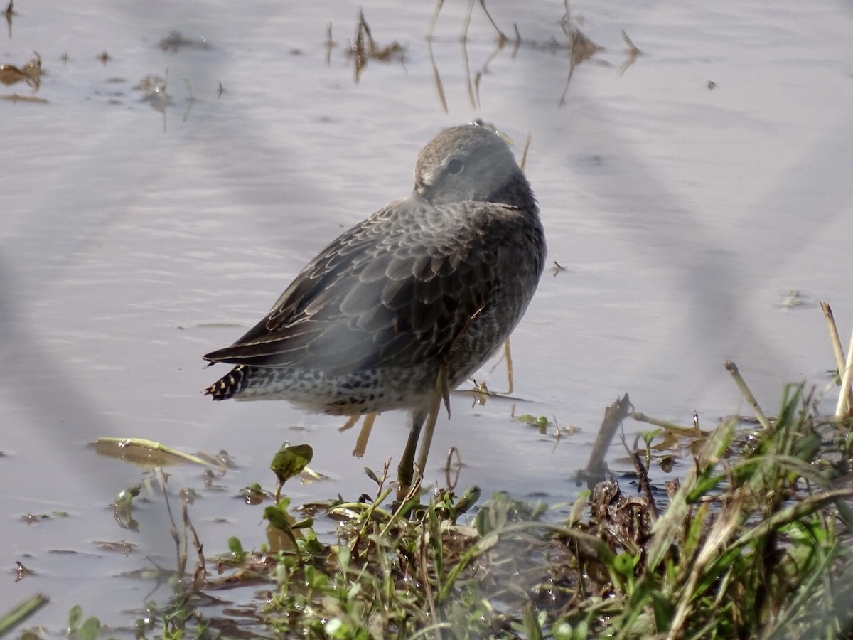 Long-billed Dowitcher - ML498639671