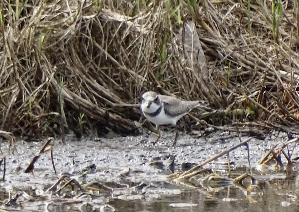 Semipalmated Plover - ML498640501