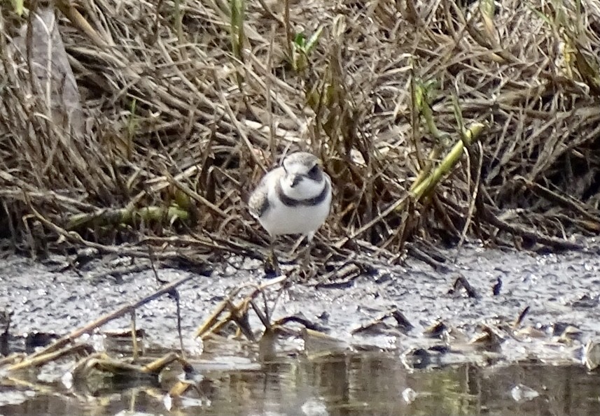 Semipalmated Plover - ML498640511