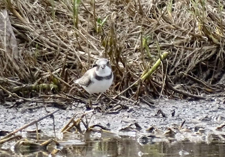 Semipalmated Plover - ML498640521