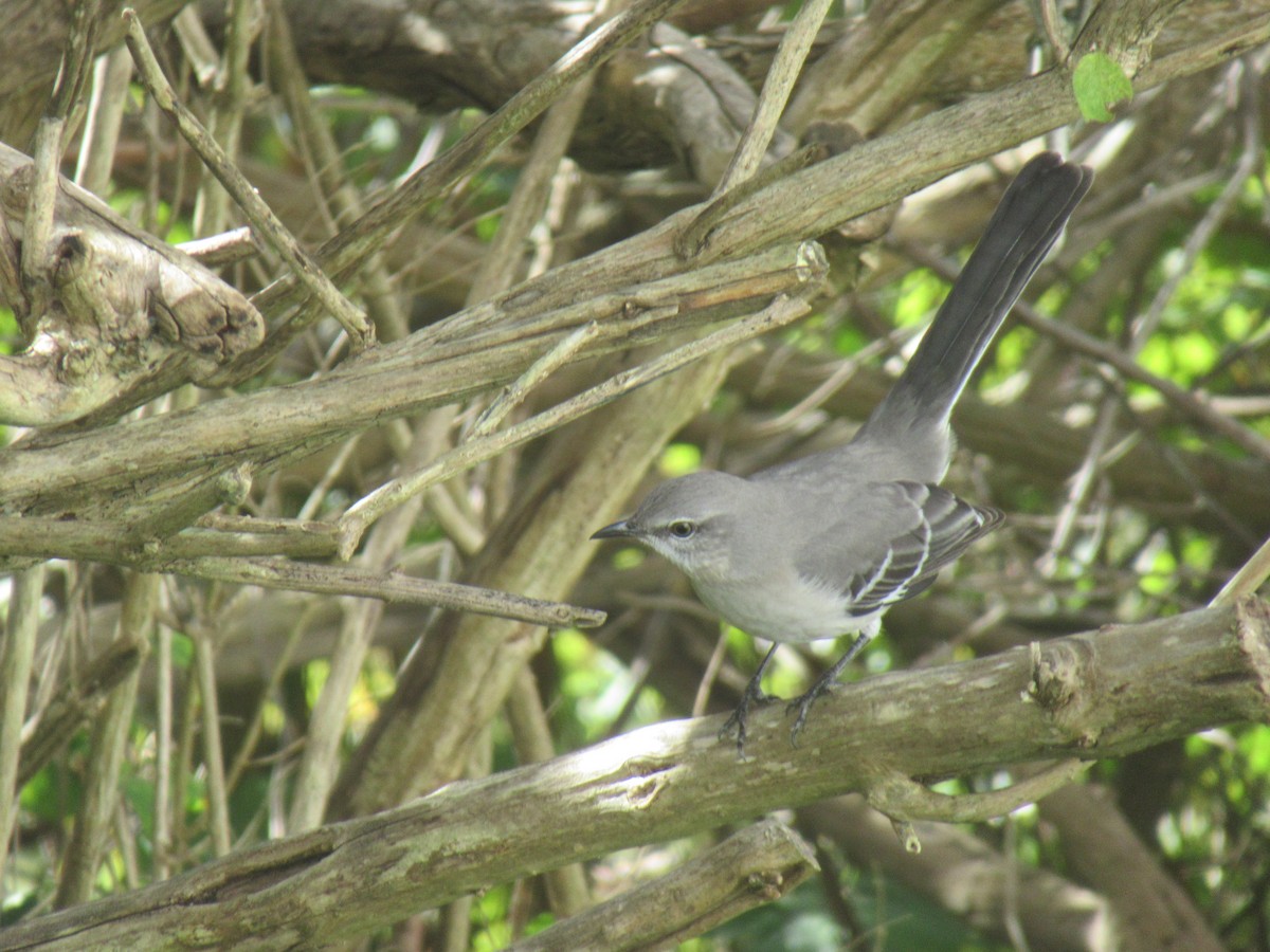 Northern Mockingbird - ML498642051