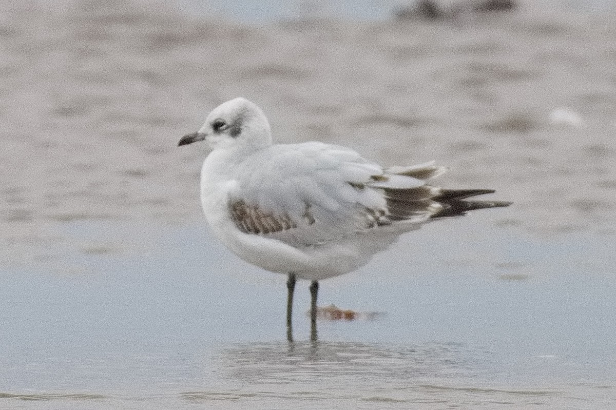 Mediterranean Gull - ML498642311