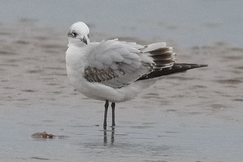 Mouette mélanocéphale - ML498642361