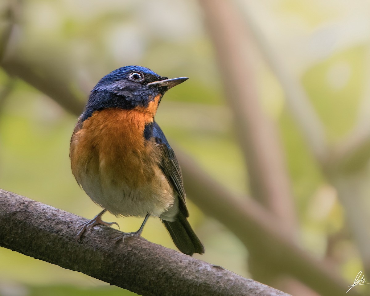 Chinese Blue Flycatcher - ML498642501