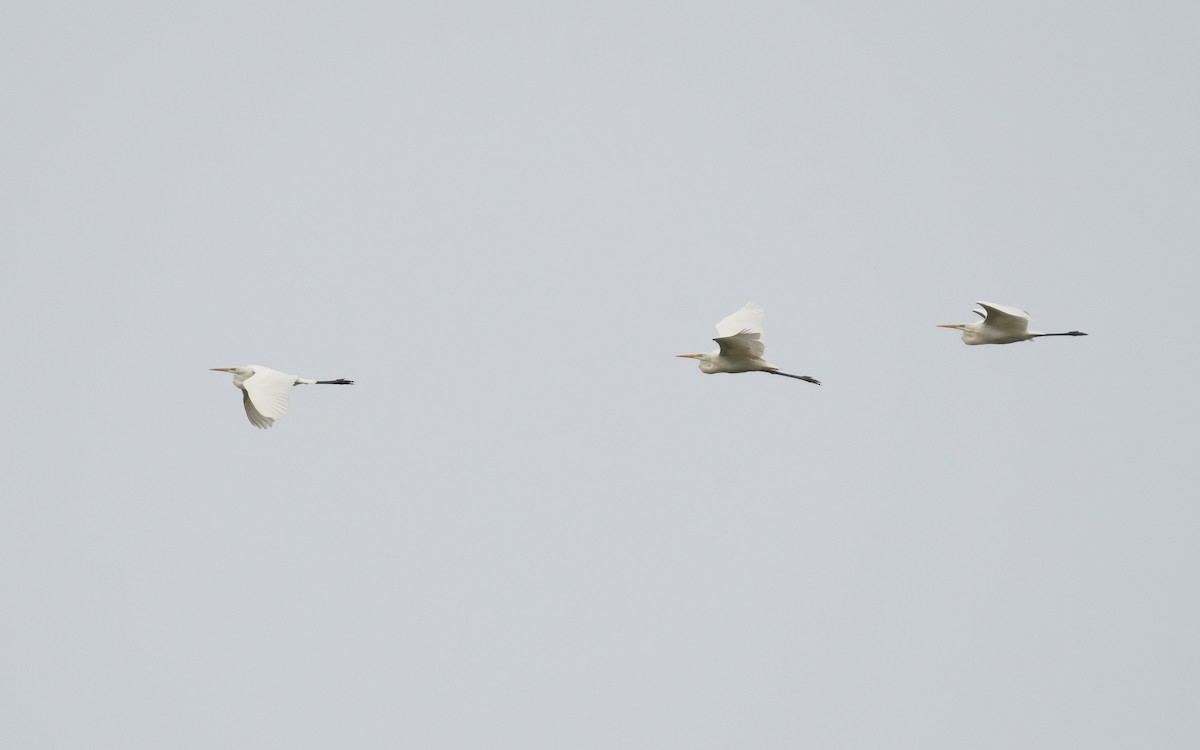 Great Egret - ML498642601