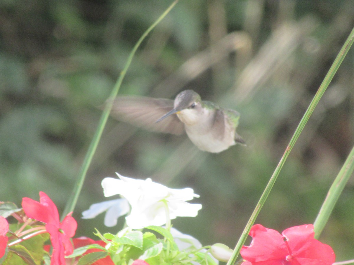 Colibri à gorge rubis - ML498642611