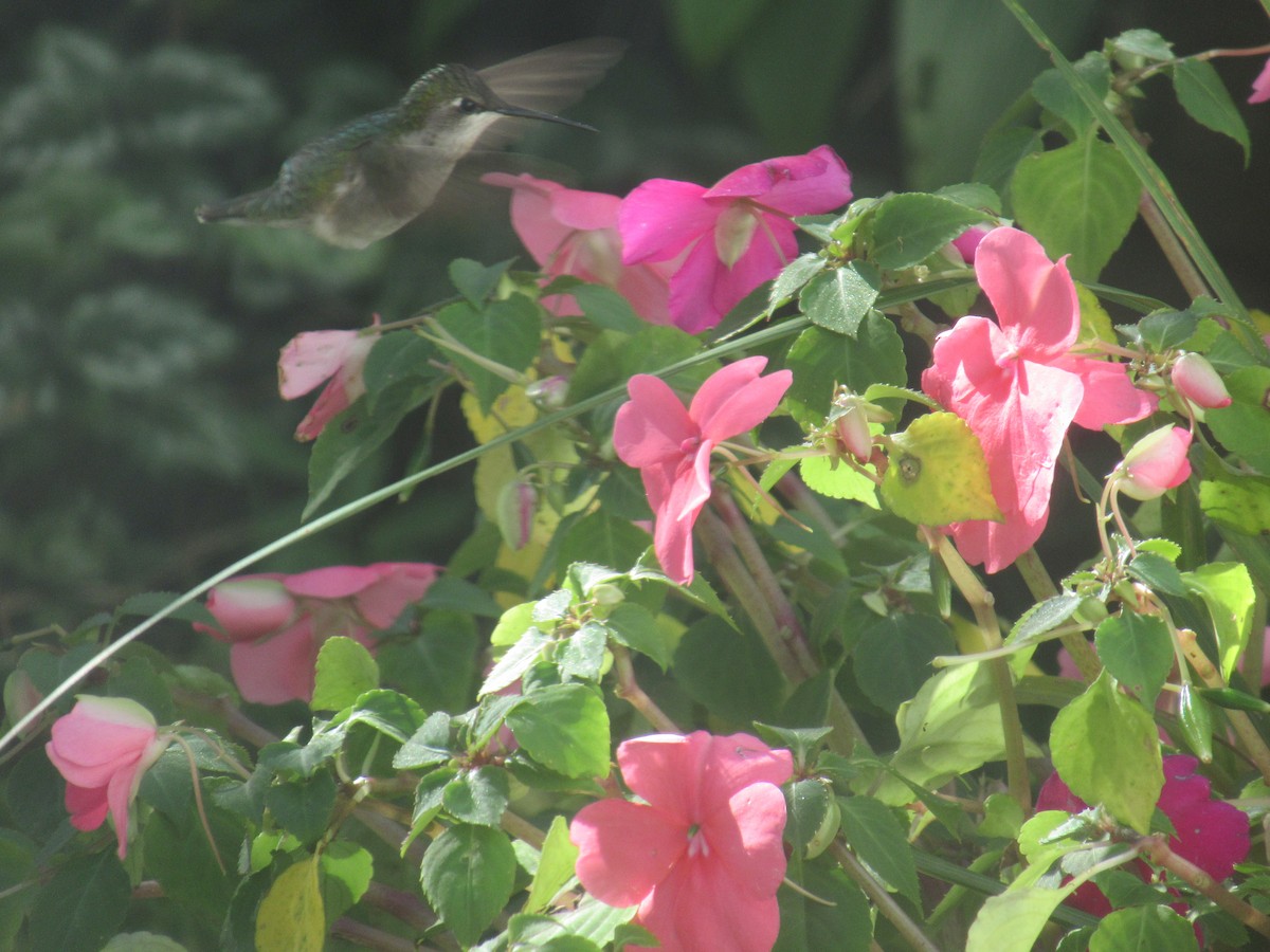 Ruby-throated Hummingbird - Eric Ruff