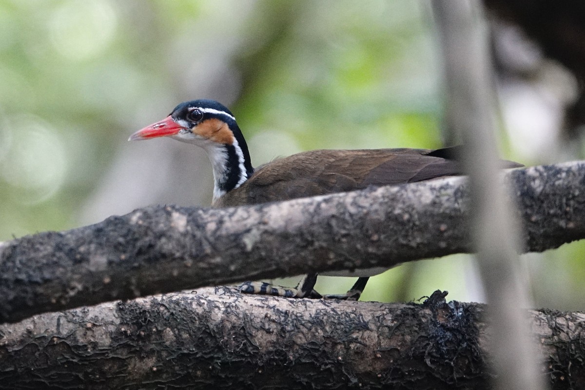 Sungrebe - Vincent Rufray