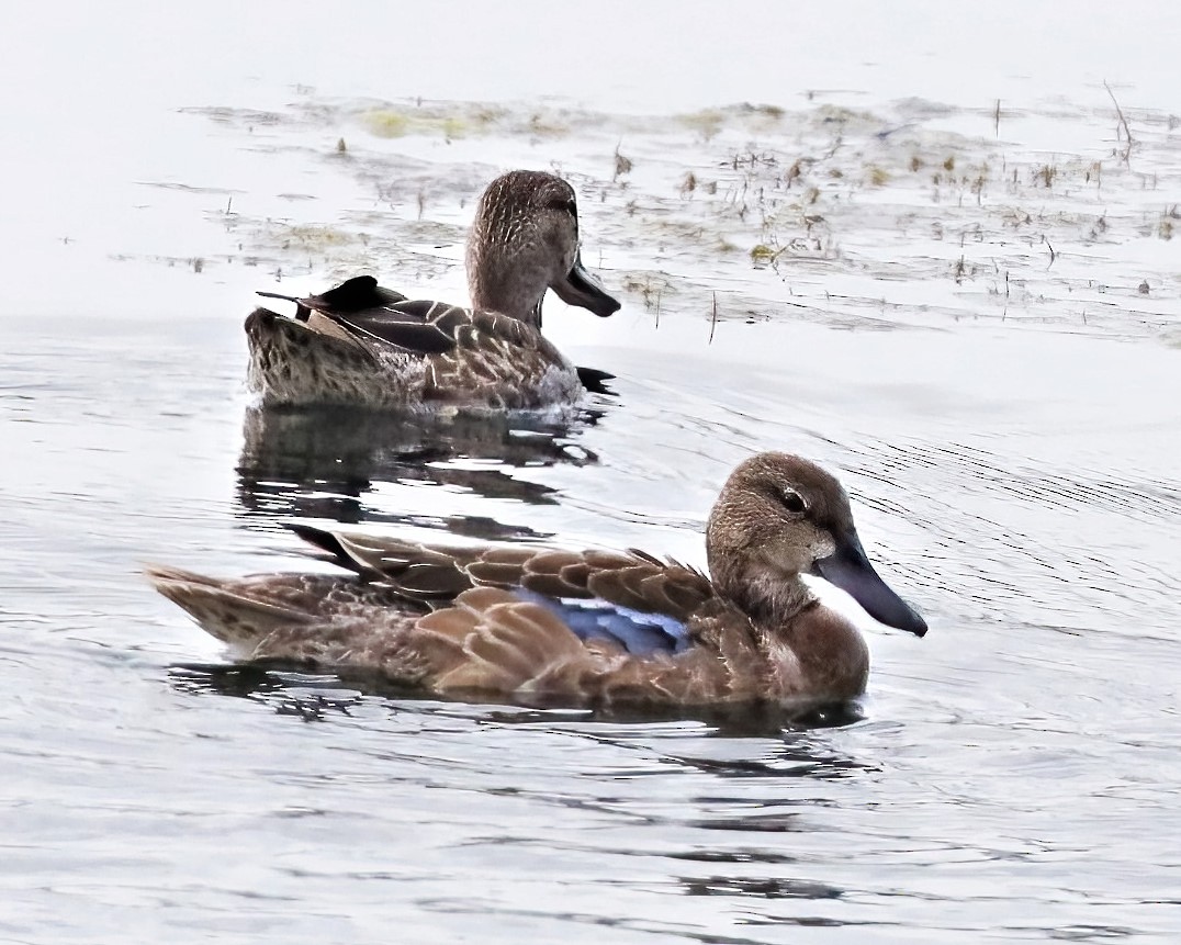 Blue-winged Teal - ML498643611