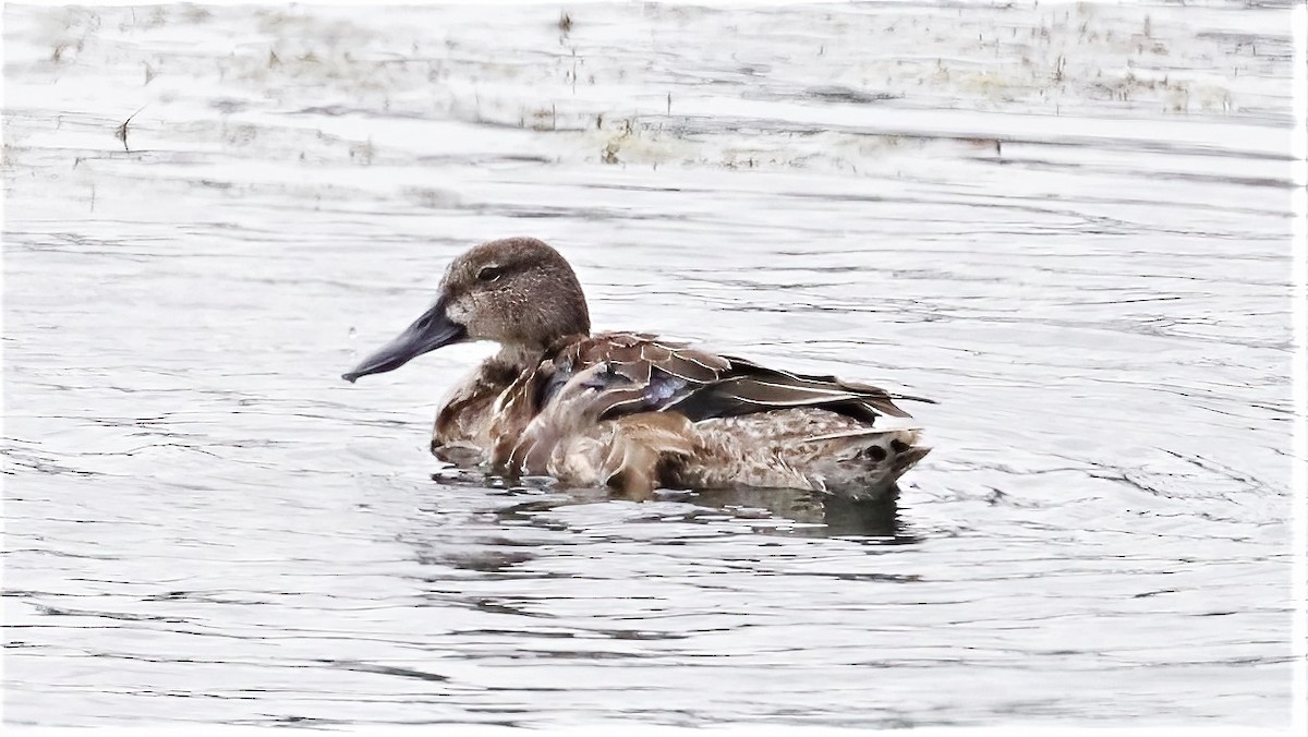Blue-winged Teal - ML498643621
