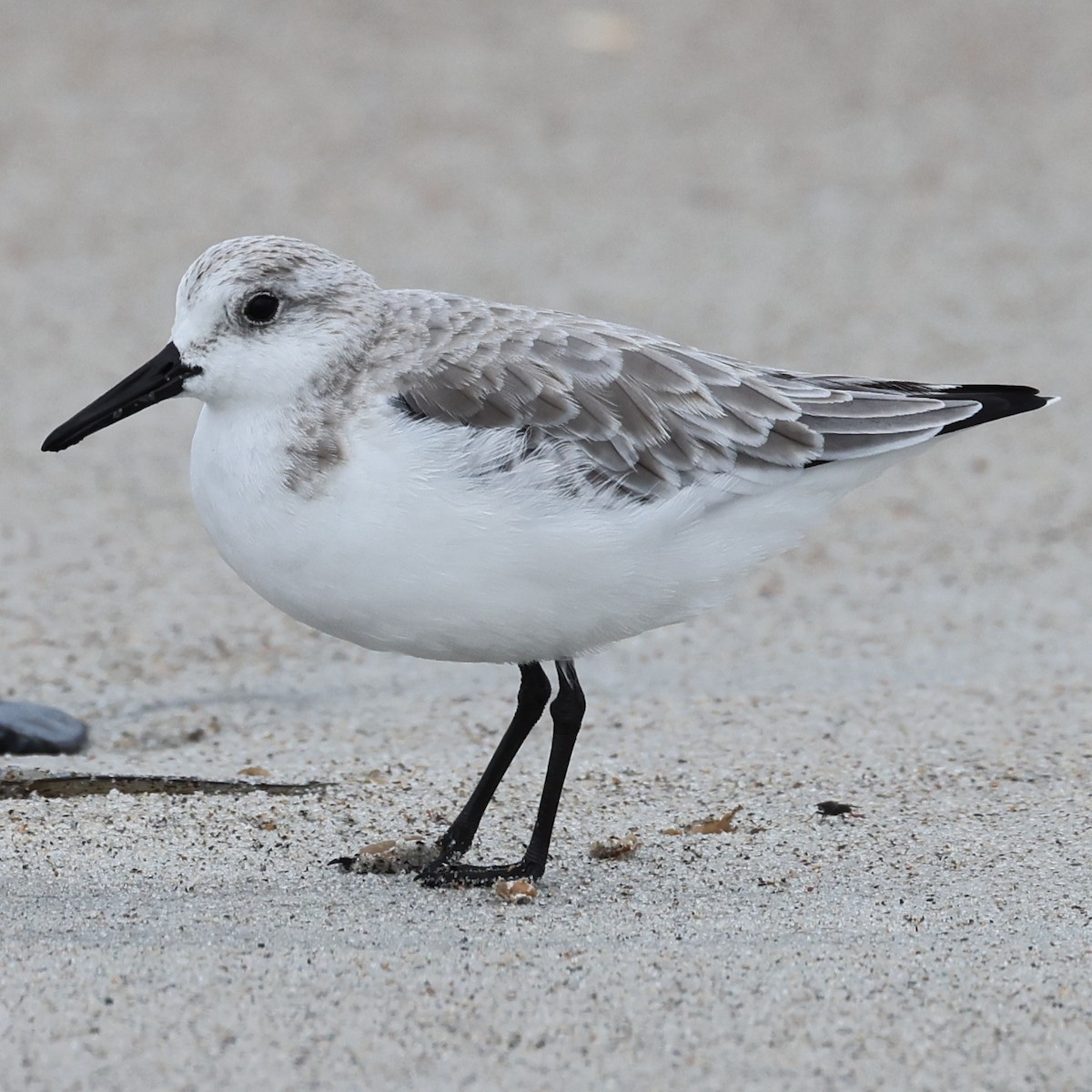 Sanderling - ML498644571