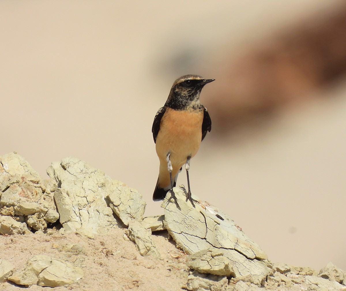 Desert Wheatear - ML498644601