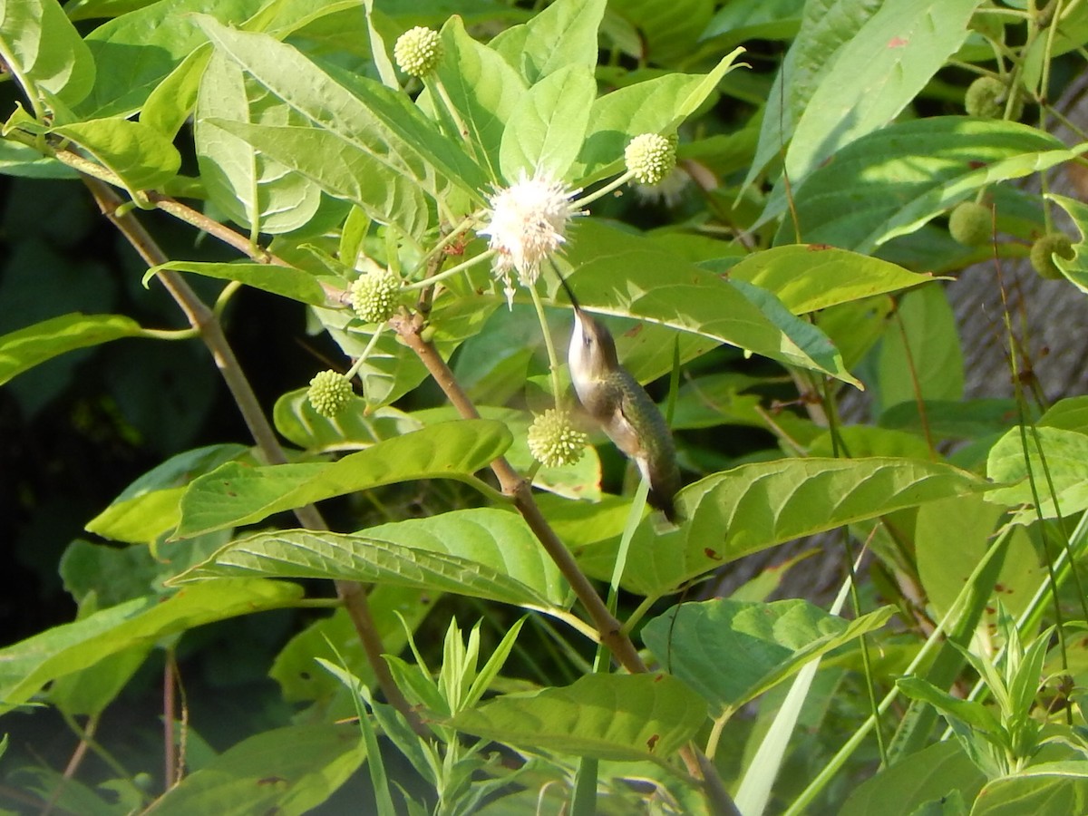 Ruby-throated Hummingbird - ML498645151