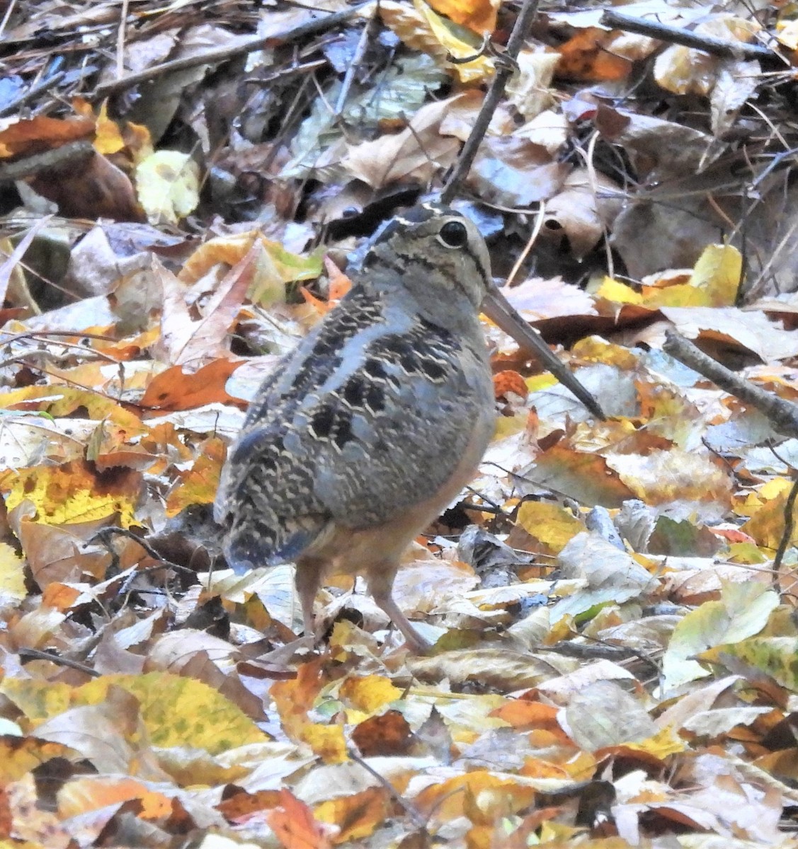 American Woodcock - ML498646071