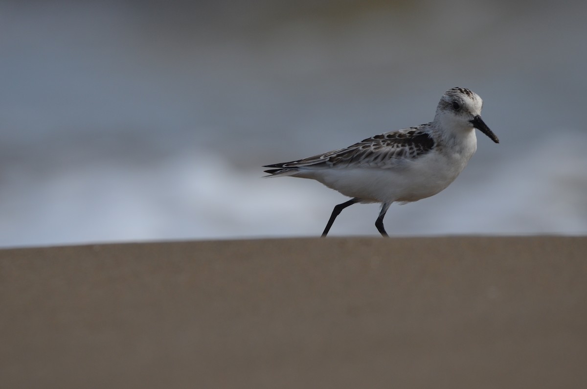 Sanderling - ML498646191