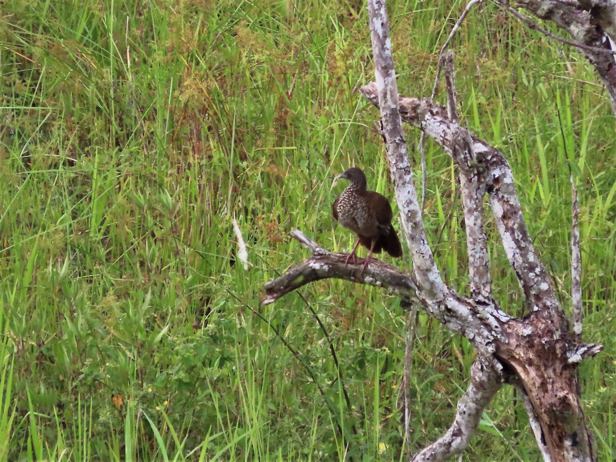 Speckled Chachalaca - Hugo Foxonet