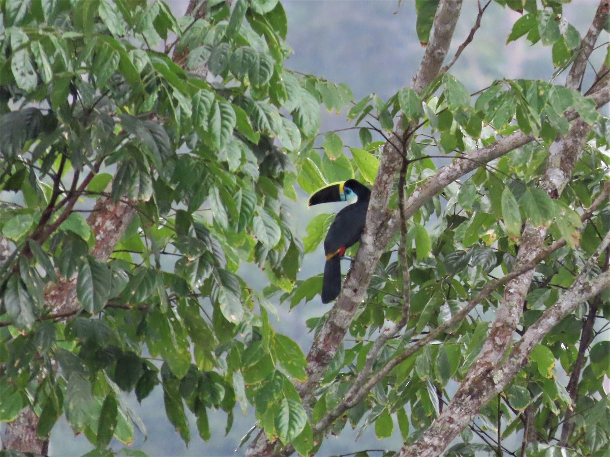 Channel-billed Toucan - ML498646371