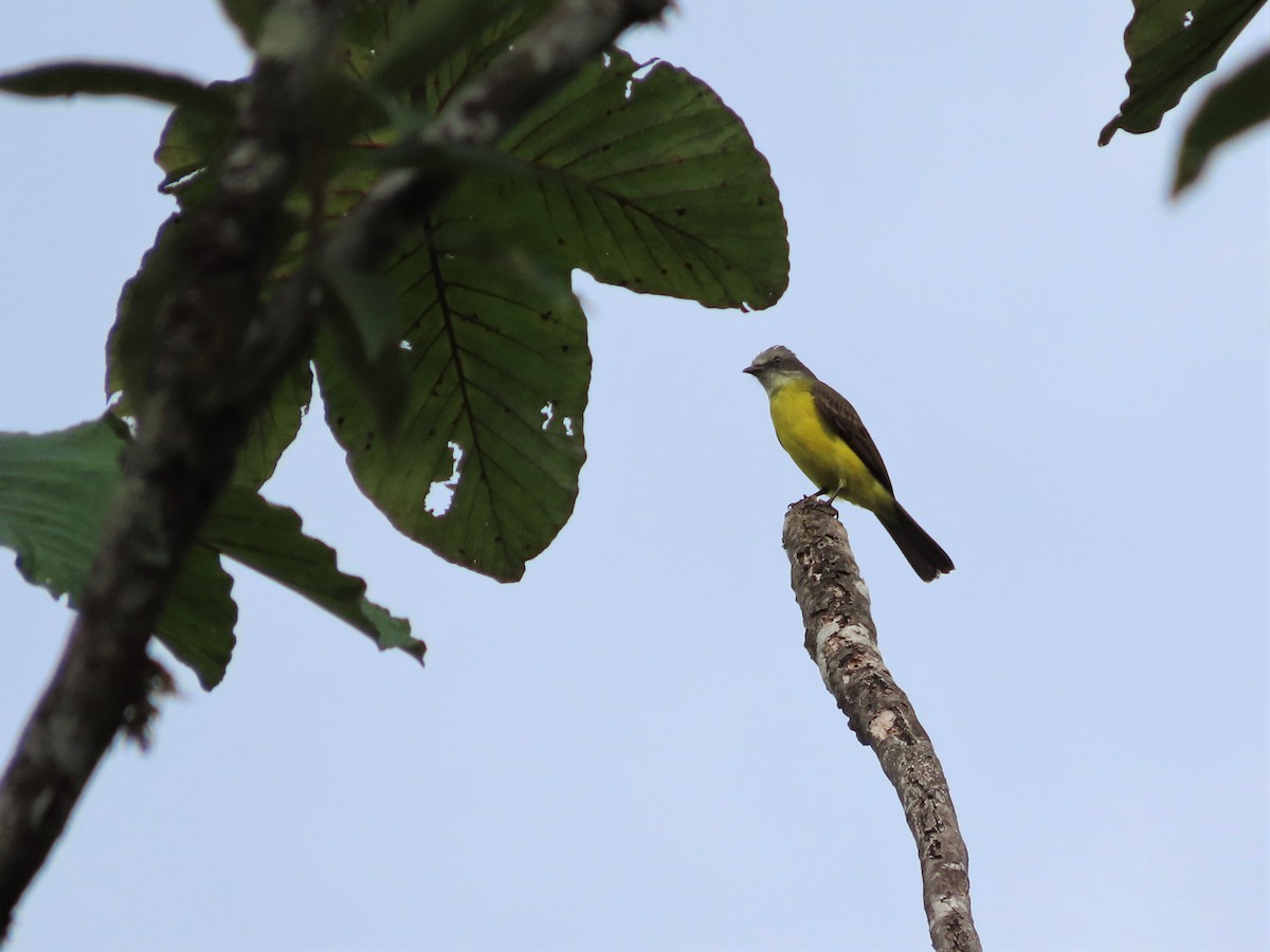 Gray-capped Flycatcher - Hugo Foxonet