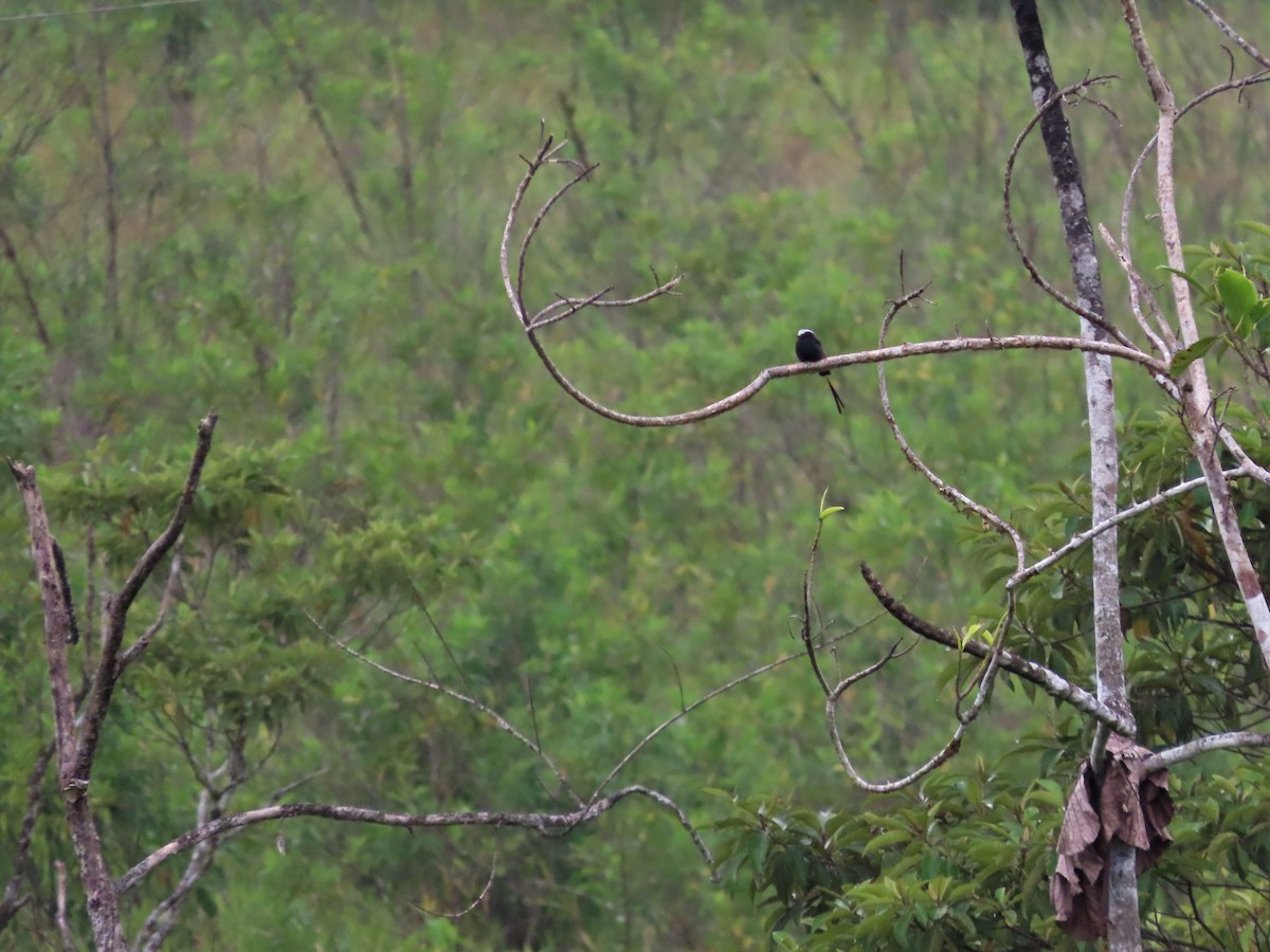 Long-tailed Tyrant - ML498646421