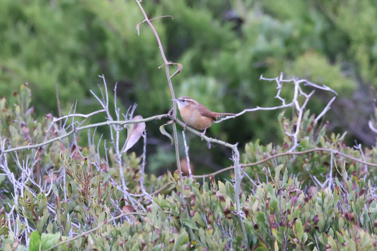 Carolina Wren - ML498646561