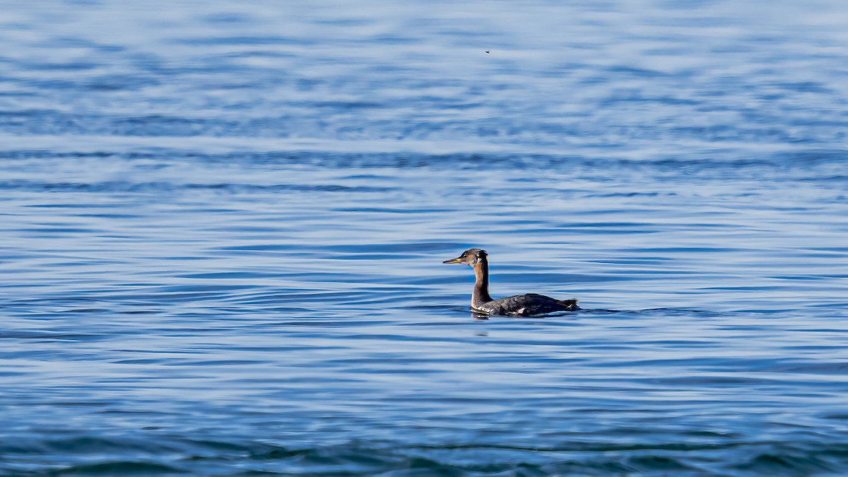 Red-necked Grebe - Bernard Barsalo