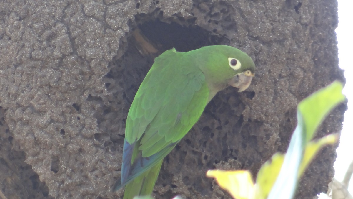 Olive-throated Parakeet - ML49864741