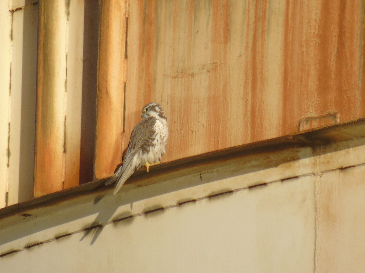 Prairie Falcon - ML498647811