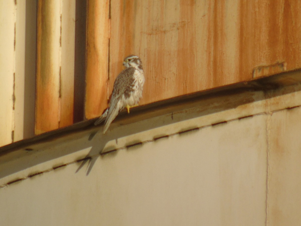 Prairie Falcon - ML498647831