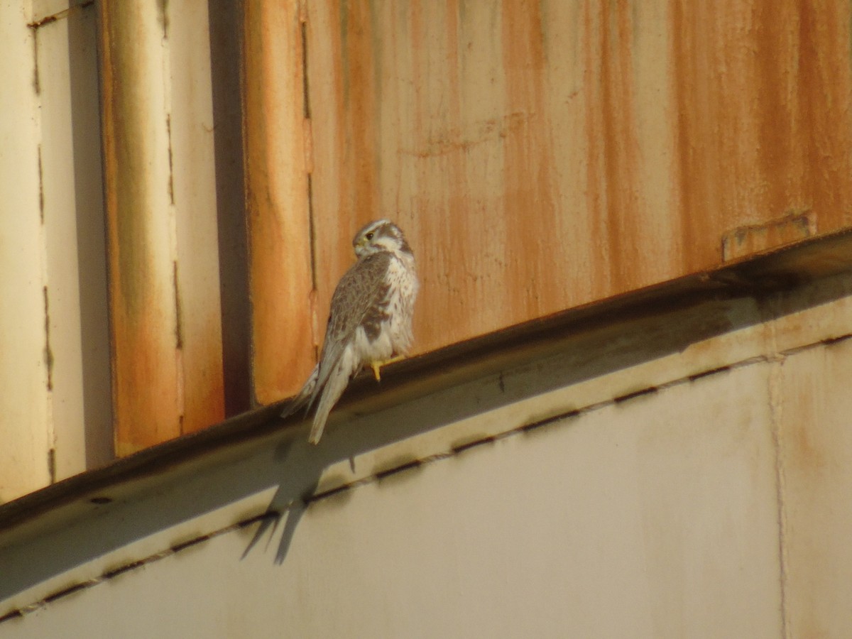 Prairie Falcon - ML498647861