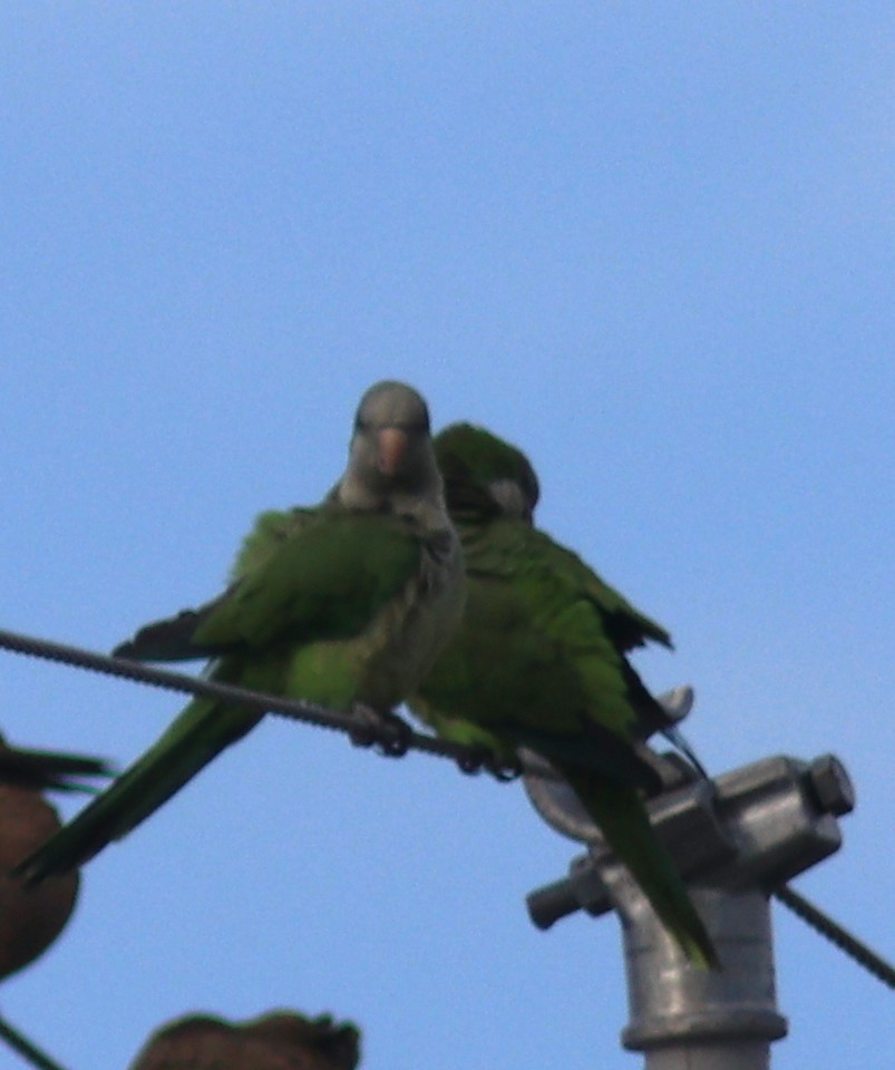 Monk Parakeet - ML498648681