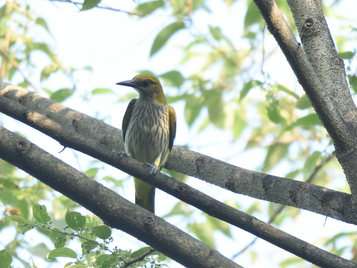 Indian Golden Oriole - ML498649361