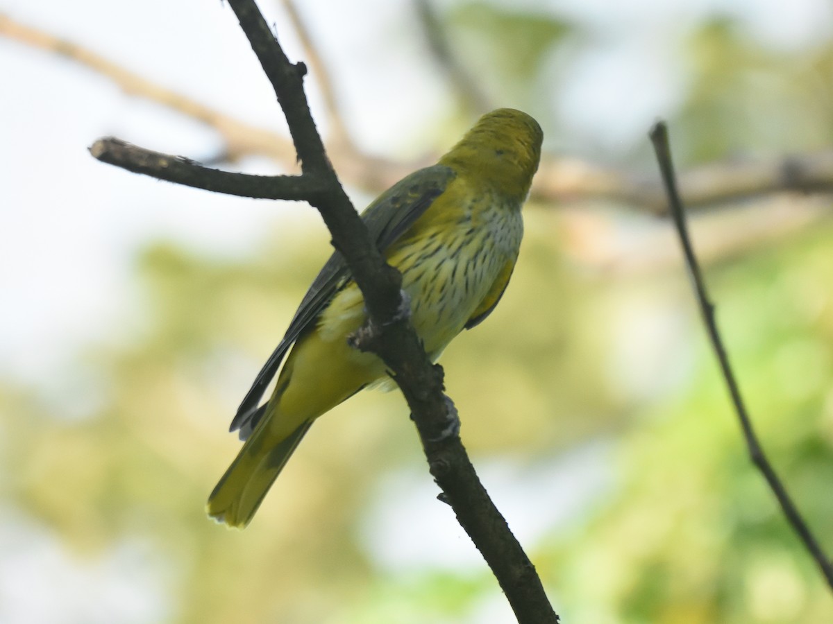 Indian Golden Oriole - ML498649381