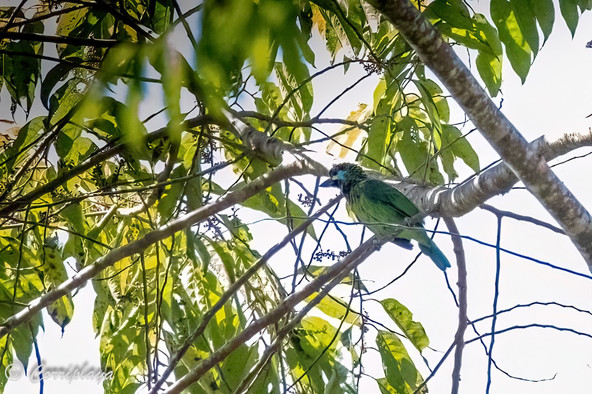 Bornean Barbet - Fernando del Valle