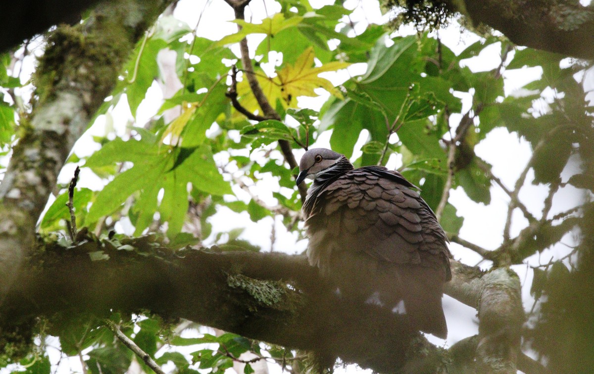 White-throated Quail-Dove - ML498651351