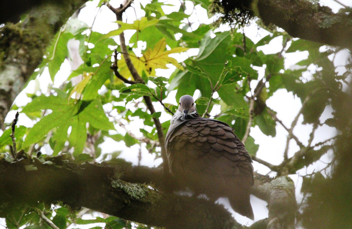 White-throated Quail-Dove - ML498651551