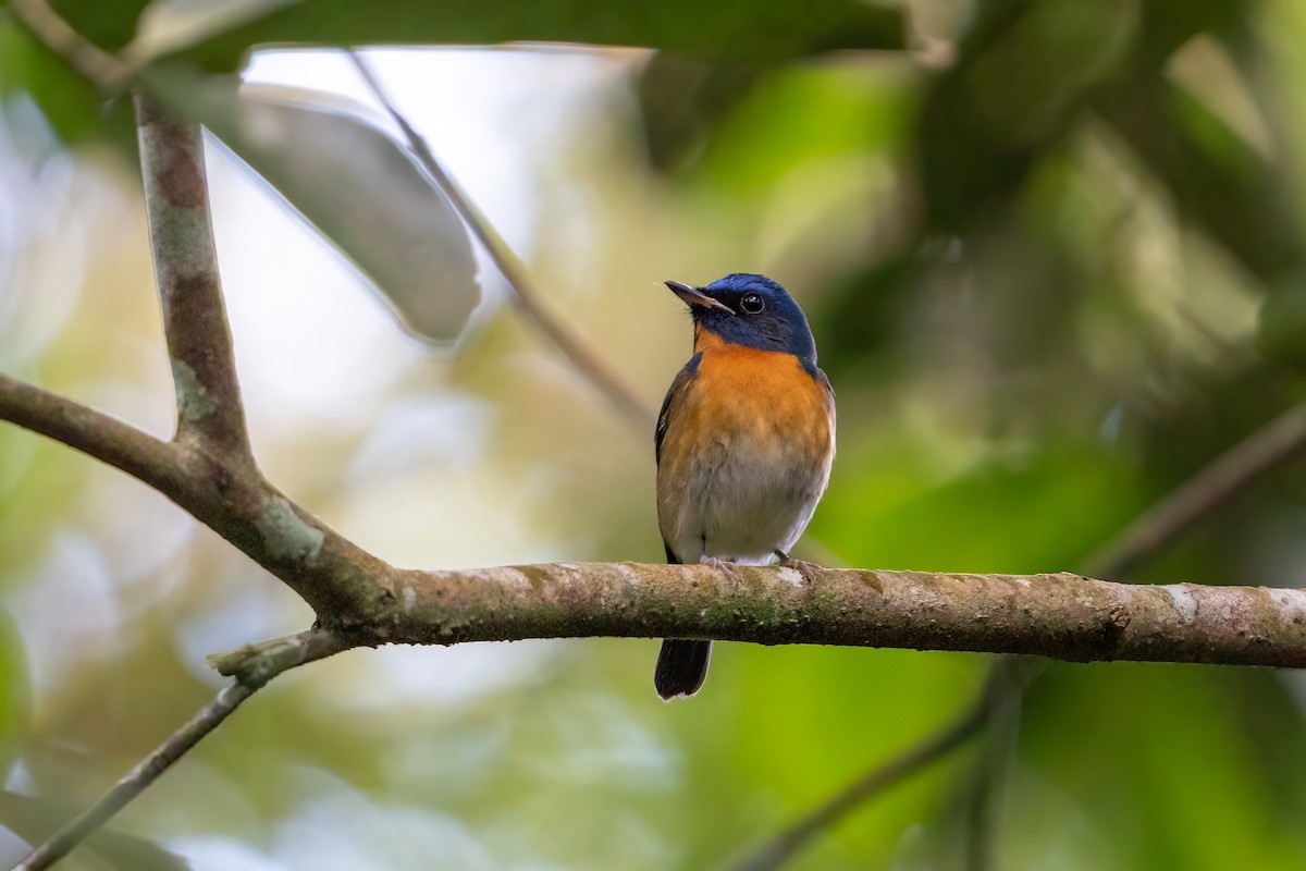 Chinese Blue Flycatcher - Jared Tan