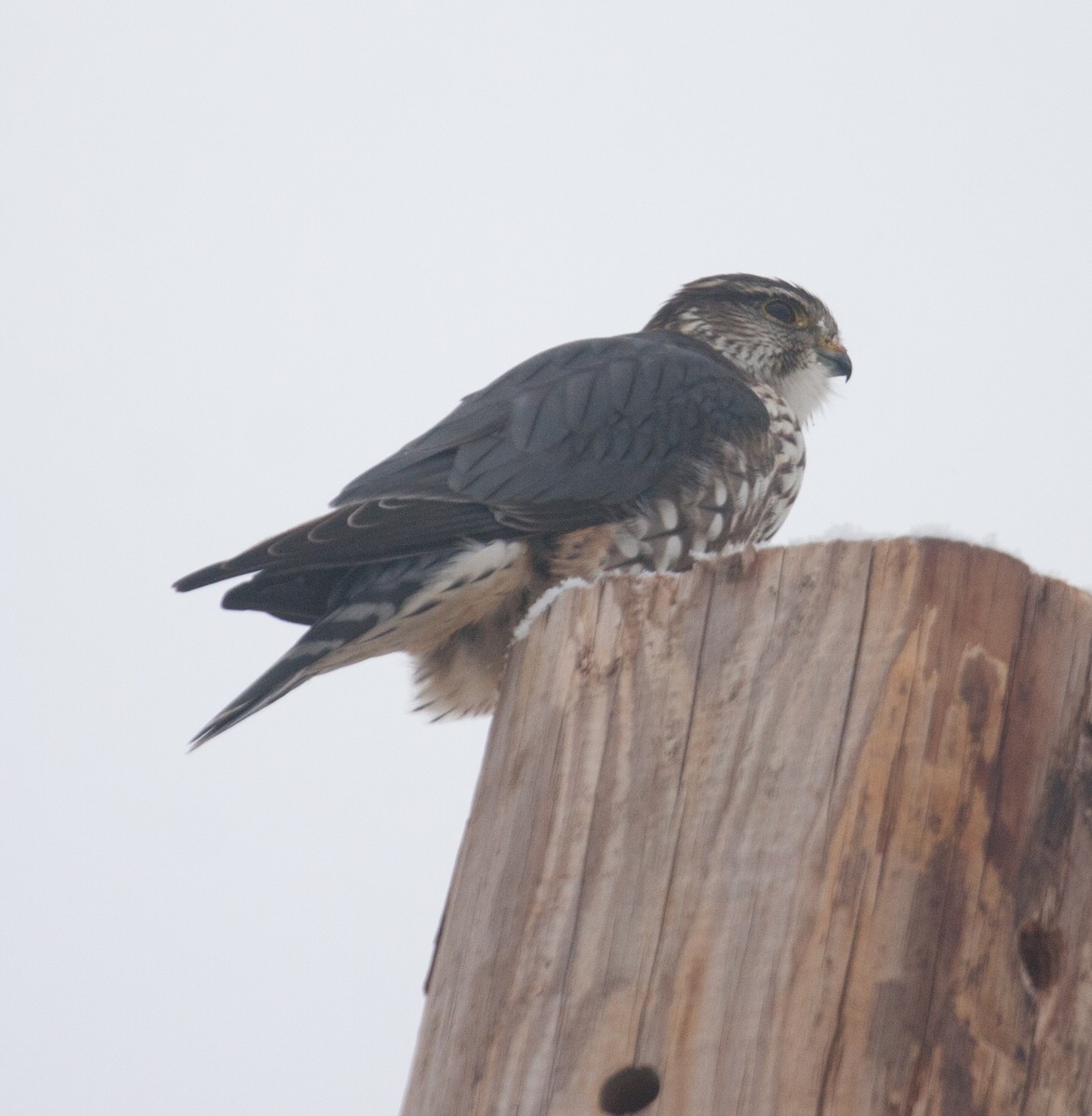 Підсоколик малий (підвид columbarius) - ML49865231