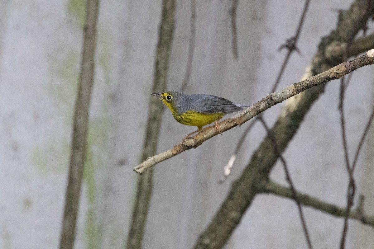 Canada Warbler - ML498652401