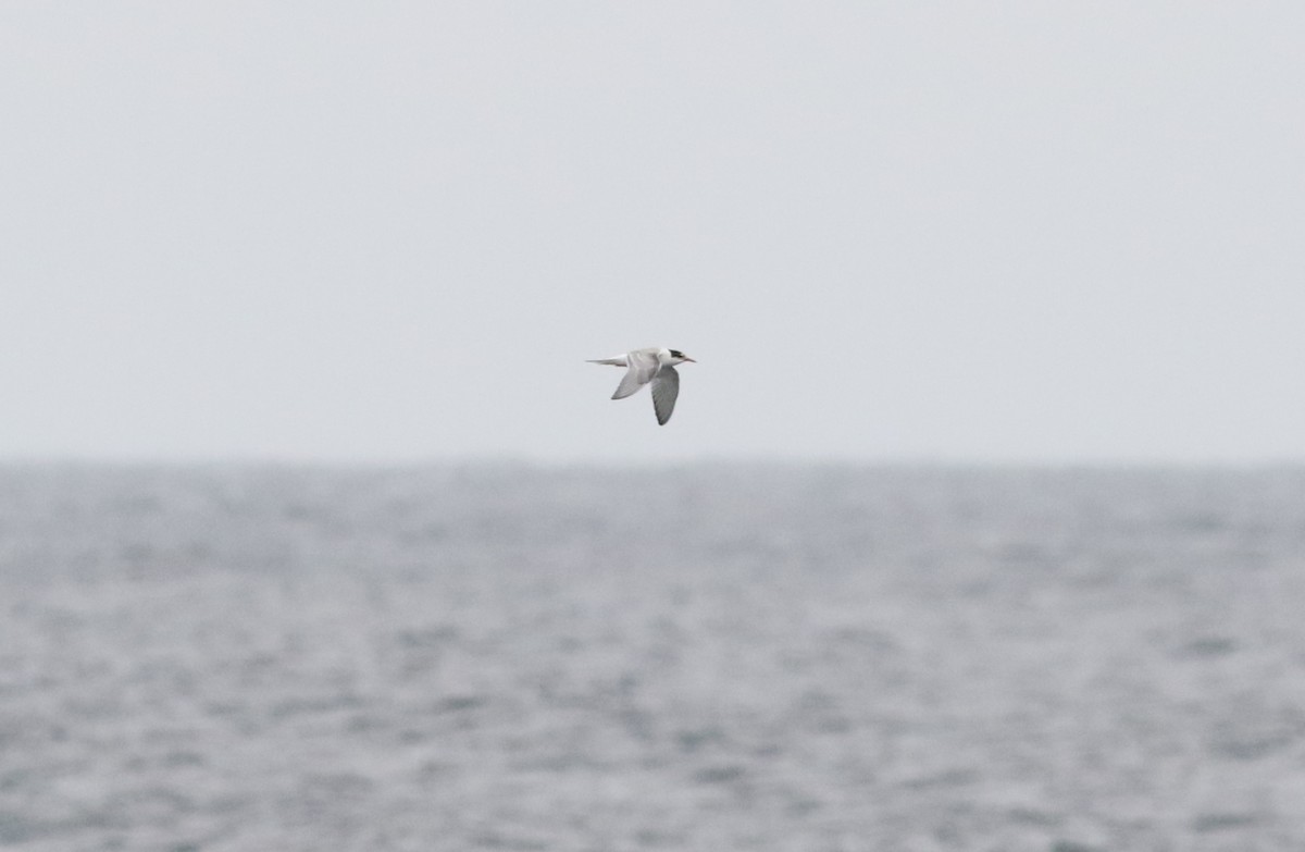 Common Tern - ML498652631