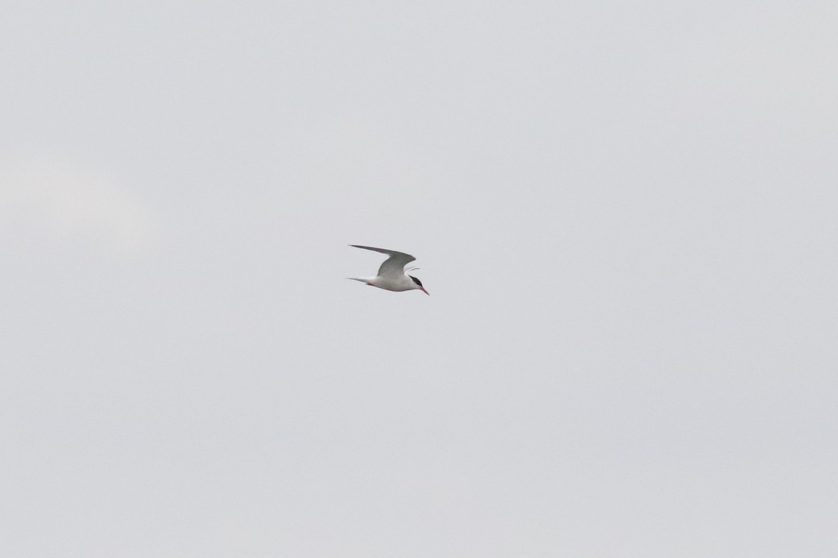 Common Tern - ML498652641