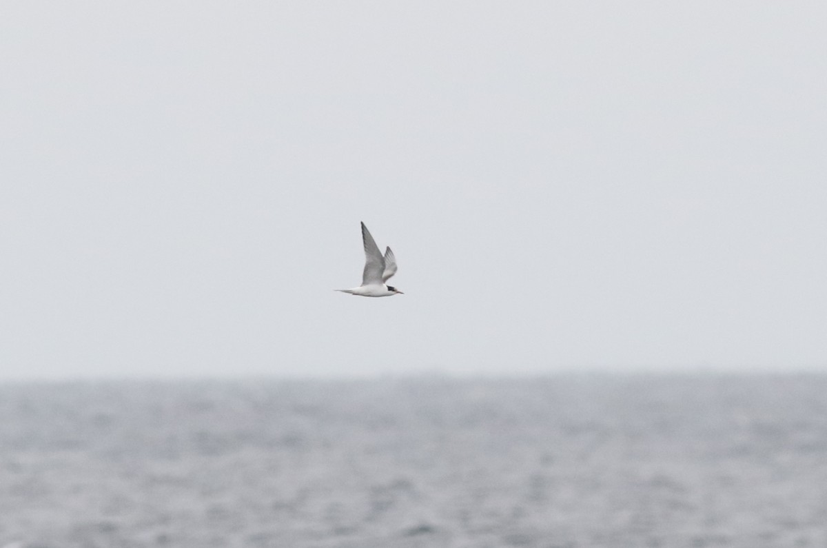 Common Tern - ML498652651