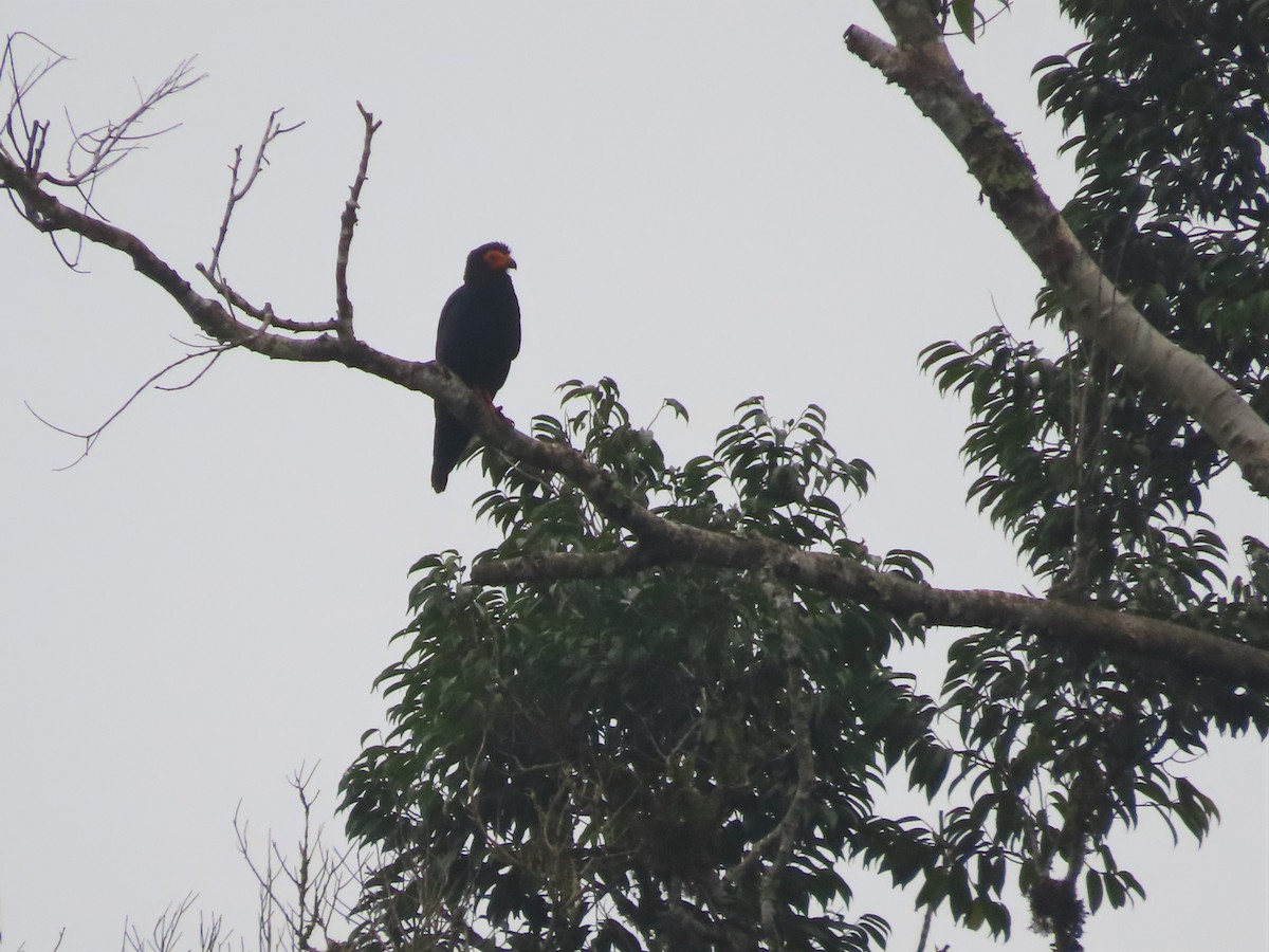 Caracara Negro - ML498653221